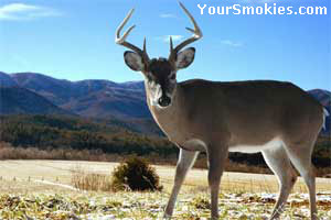 Deer are throughout The Smoky Mountains National Park