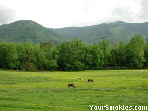 Green meadows in Cades Cove in the spring