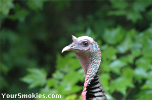 Wild turkeys can be seen year round in Cades Cove.