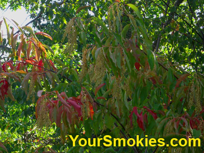 Smoky Mountains fall colors