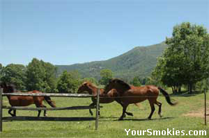 Horses and rider alike love the Smoky Mountains.